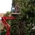 Sarasota Tree Services by 941 Tree Services LLC